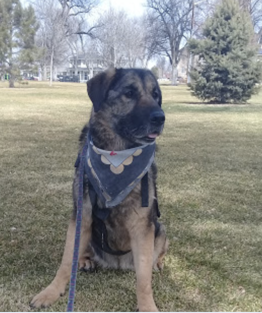 German Shepherd dog wearing a Harley Davidson bandana in Windsor Park